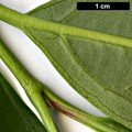 SpeciesSub: 'Winton' × V.odoratissimum var. awabuki